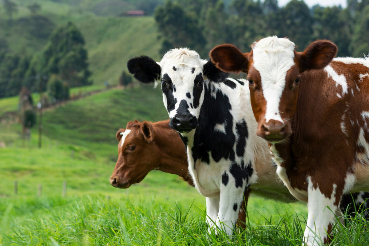 Cattle in field